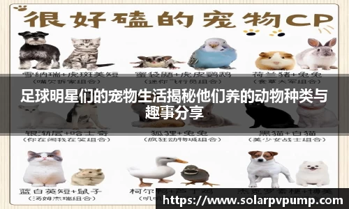 足球明星们的宠物生活揭秘他们养的动物种类与趣事分享